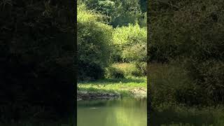 Lapwings inside forest forest odisha birds [upl. by Valiant82]