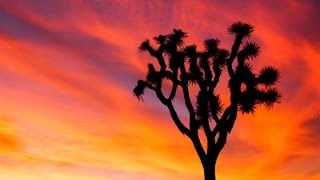 11 Joshua Tree Facts [upl. by Euv733]