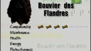 Breed All About It  Bouvier des Flandres [upl. by Gnilrad]