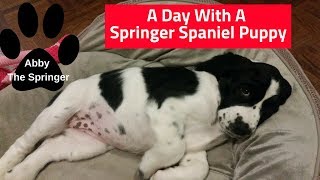 A Day With A Springer Spaniel Puppy [upl. by Eifos]