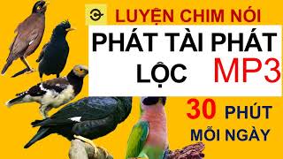 Luyện chim nói  PHÁT TÀI PHÁT LỘC  sáo nhồng cưỡng  vẹt Nói tiếng người [upl. by Anaitak]