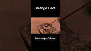 Did you know about this Strange animal 🦎 Let me know down below 👇 fact shorts lizard [upl. by Arni]