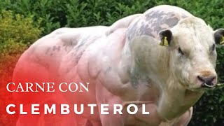 CLEMBUTEROL PARA EL GANADO  CARNE CON CLEMBUTEROL [upl. by Dera242]