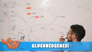 Metabolismo gluconeogenesi [upl. by Shuler]