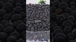 How AMERICANS Grow and Process MILLIONS of Tons of BLUEBERRIES fruitprocessing cropprocessing [upl. by Placido]