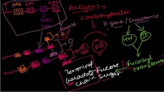 Immunohematology [upl. by Sparks]