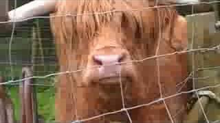 Hamish the Highland Cow [upl. by Chew]