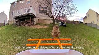 Bird Watching With Chariklo  Episode 1  House Finch [upl. by Aruol]