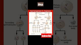 Spermatogenesis ampOogenesisscience biology neet competition medical educationytshorts viral [upl. by Eninnaej]