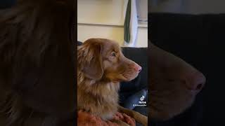 The newest Noah Kahan fan dogmusic noahkahan toller emotionaldog wholesome puppy [upl. by Noemys]