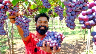 Grape Farm  മുന്തിരി പറിക്കാൻ മുന്തിരി തോട്ടത്തിൽ പോയപ്പോൾ  M4 Tech [upl. by Atinot]