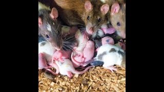 BREEDING RAT TUB CLEANING UGHHHHARD WORK TO SAVE MONEY [upl. by Barmen]