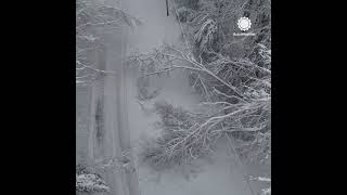 Noreaster Knocks Over Trees in Maine [upl. by Sanjay]