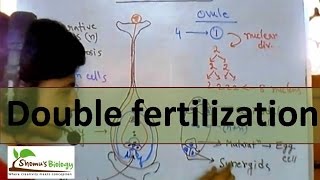 Double fertilization in plants [upl. by Burman]