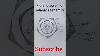 Floral diagram of solanaceae family easy pratical youtubeshorts [upl. by Jonathon846]