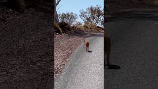 Dingo out Hunting wilddog australianwildlife shorts [upl. by Inkster]