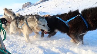 Greenlandic Blizzard ‘Piteraq’  Hilleberg Keron 4 GT ⛺️🇬🇱 🌬 [upl. by Asylla]