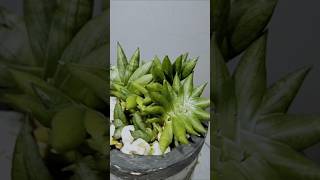 Sansevieria CH 17045 update on growth snakeplantcare houseplants plants planttherapy [upl. by Drona]