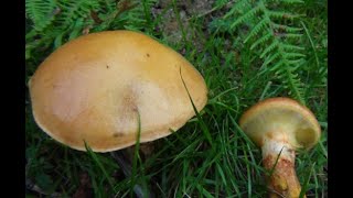 Identifying the Larch Bolete Suillus grevillei Grevilles bolete [upl. by Aitahs]