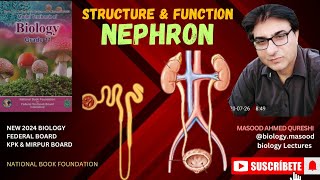 Nephron  Structure amp Function  biology  grade 12  Urdu Hindi English  Federal KPK Mirpur Board [upl. by Idolem]