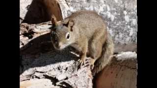 SONIDO DE LA ARDILLA SOUND OF SQUIRREL  carlosmanfacebookxblogspotcom [upl. by Fionnula685]