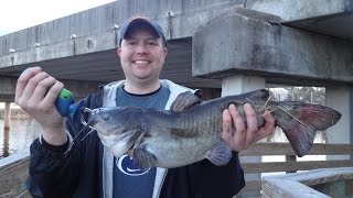 Fishing for Big Bullheads on the New River Jacksonville NC [upl. by Atul]