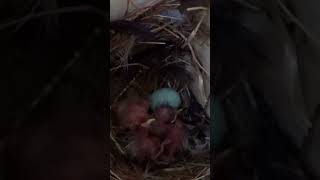 Newly Hatched Starling Chicks 🐣 birds nature wildlife shorts [upl. by Schellens280]