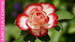 10 Rosas Más Hermosas del Mundo [upl. by Proud285]