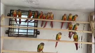 100 plus pineapple conure high red factor chick ready to breading season [upl. by Haneekas119]