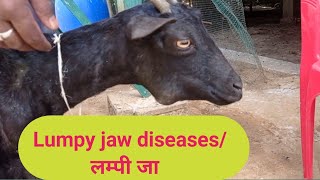 Lumpy jaw diseaseलम्पी जा बिमारीtreatment [upl. by Ingeborg]