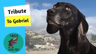 A Tribute to Gabriel An Old Stray Dog Who Stole Our Hearts  Takis Shelter [upl. by Loomis601]