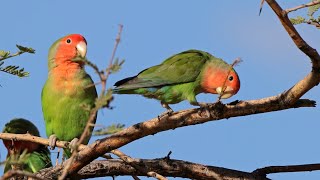 Rosy Faced Lovebirds in a Tree Playing with a Stick  Namibia [upl. by Kroo896]