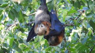 SWIFFT Greyheaded Flyingfox [upl. by Arehc865]