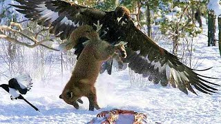 GOLDEN EAGLE  winged raptor that even attacks wolves [upl. by Yeldnarb926]