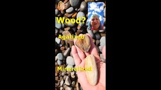 Agatized and Petrified Wood  Whats the Difference Rockhounding Tips Tricks and Secrets shorts [upl. by Avah]