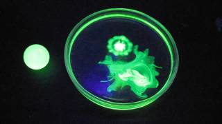 Uranium glass uranyl nitrate fluorescein and black light lamp ultraviolet light [upl. by Ayamat115]