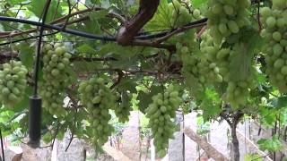 How grapes are grown [upl. by Alarice]