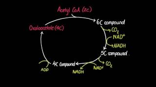 82 Krebs Cycle [upl. by Leahcir]