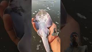 fishing jellyfish fish oceanbiodiversity jellyfishfields beach ocean jellyfishlighting [upl. by Ardnatal]