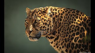 Wildlife Leopards  Dangerous Big cat Predators Nat Geo [upl. by Nnylimaj746]