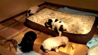 French bulldog 3 weeks old [upl. by Vogeley]