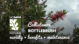 Callistemon  Bottlebrush [upl. by Inerney]