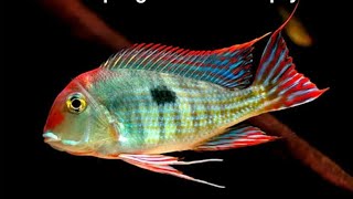 Geophagus guianacara and Festivum cichlid in my planted tank [upl. by Philbrook]