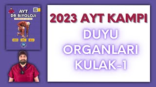 Duyu organları  Kulak 1 AYT Biyoloji Kampı Konu Anlatımı 11Sınıf 2024 Tayfa [upl. by Peer]