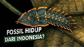 Serangga Misteri Yang Dijuluki Fosil Hidup  Trilobite Beetle Kumbang Trilobita [upl. by Furlani457]