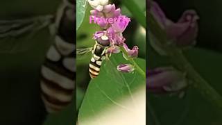 Hoverfly rpmtheexplorer rpm explorer naturelover naturephotography naturalbeauty pollination [upl. by Ayikahs451]