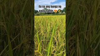 Wow Ang daming bunga 😍🙏 farmvlogger farming farmlife farm fypシ゚viral viralvideo [upl. by Moor724]