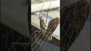 Golden orb web spider eats a mothNephila pilipes [upl. by Jourdain]