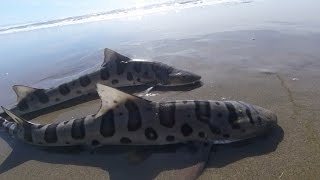 SHARKS in the Surf  Mixed Bag of Surfperch and Leopard Sharks [upl. by Ahsilahs175]