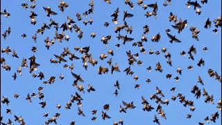 Why Birds Have Been Falling From The Sky Around The World  Decoding Bird Mass Mortality Events [upl. by Lesh]